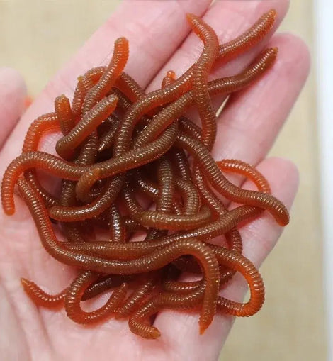 Lifelike Fishy Smell Red Soft Lures Simulation Earthworm Red Worms Artificial Fishing Lures - The Salty Outfitter